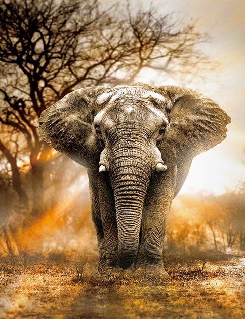 Elephant Safari paint by numbers kit