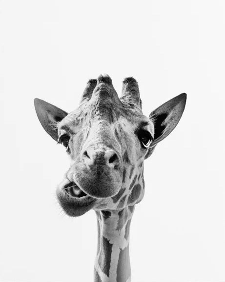 Giraffe Black and White paint by numbers kit
