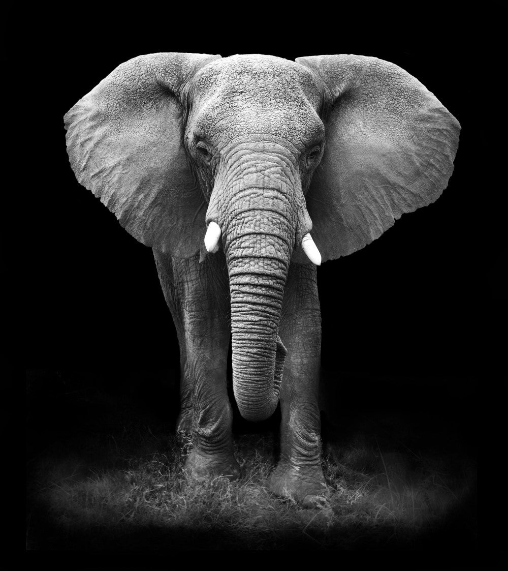 Elephant Black and White paint by numbers kit