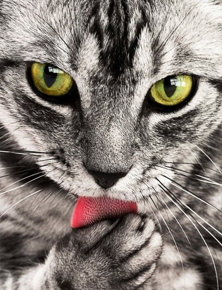 Gray Cat paint by numbers kit